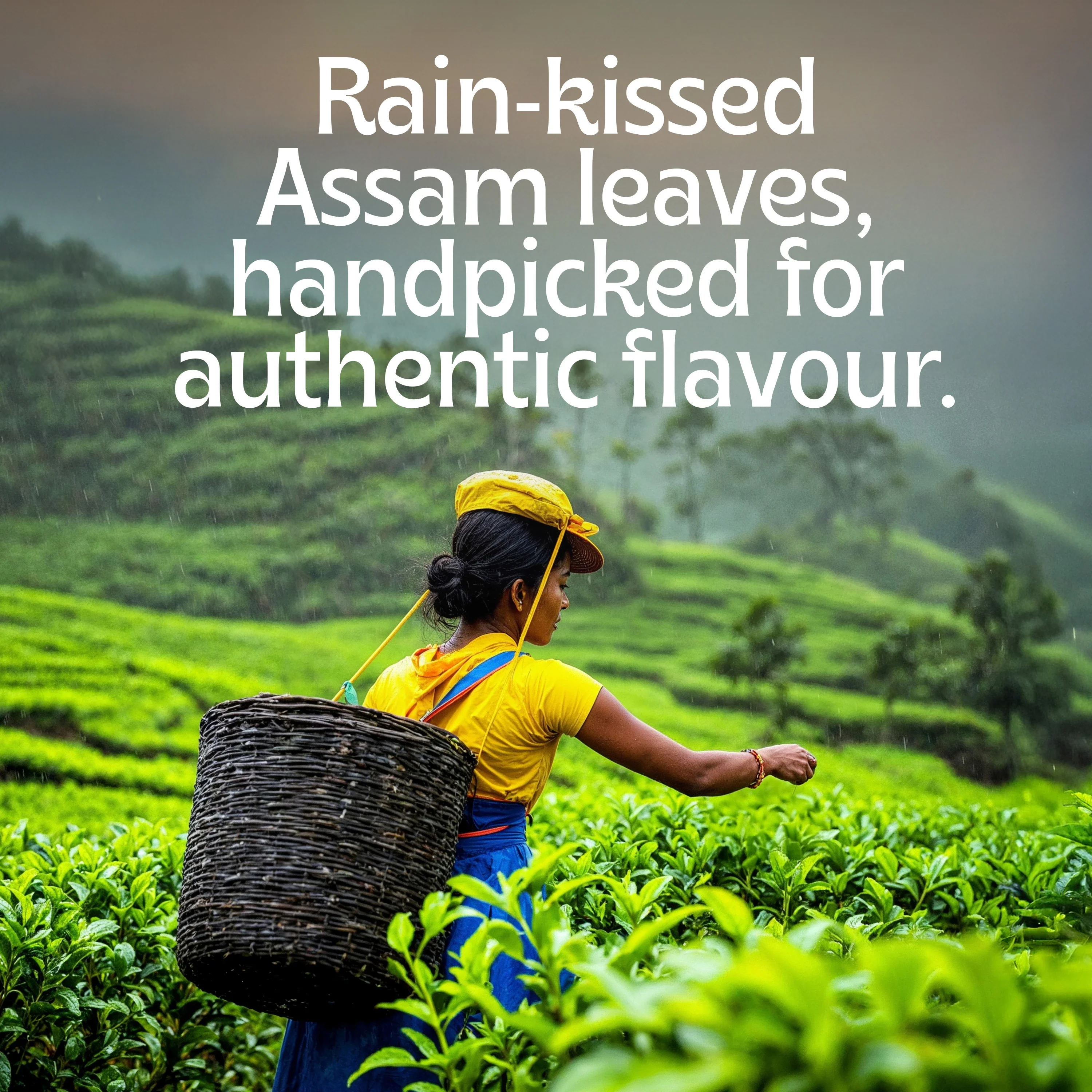 Assam Tea - Image 4